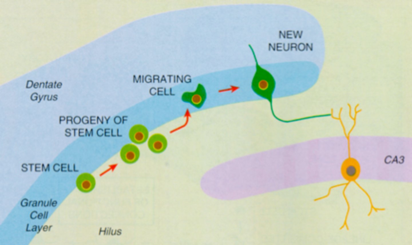 <p>formation of new neurons</p>