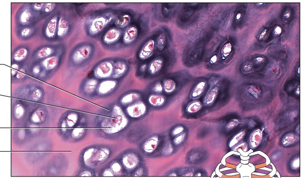 <p>name the components of the connective tissue from top to bottom. name the specific type of connective tissue </p>