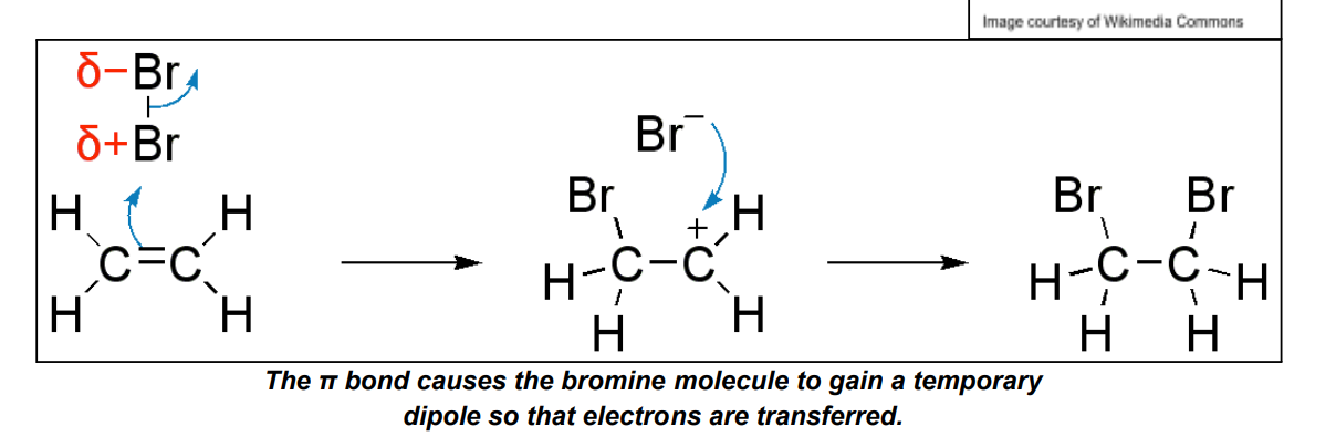 <p>alkene + halogen → dihalogenoalkane<br>alkene + hydrogen halide → halogenoalkane</p>