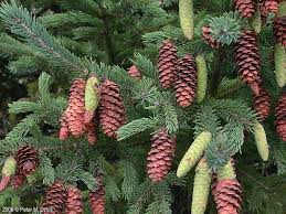 white spruce