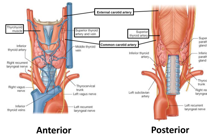 <p>superior thyroid artery and vein</p>