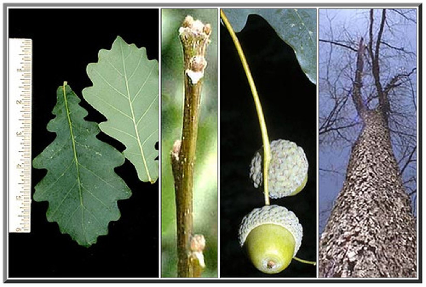 <p>Bicolor oak</p>