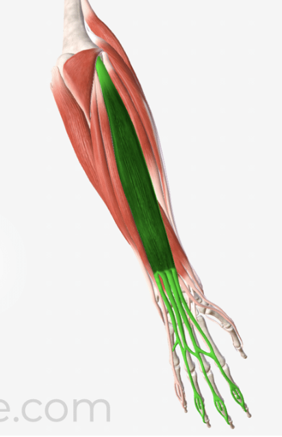 knowt flashcard image