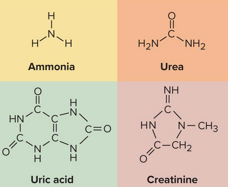 <p>Nitrogenous waste</p>