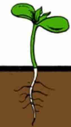<p>plants with two cotyledon are</p>