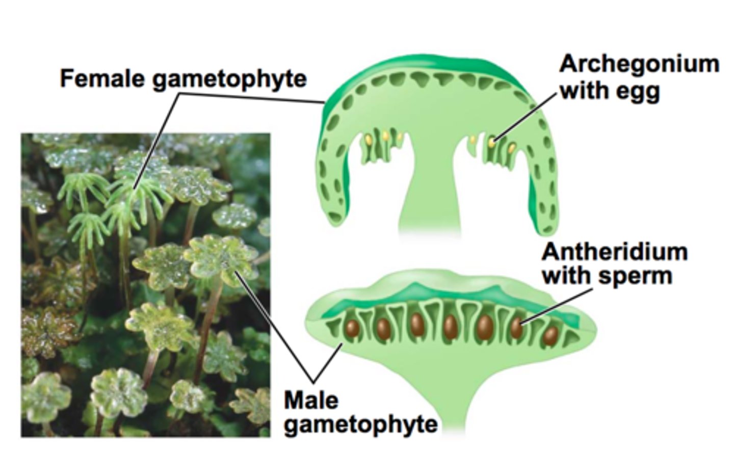 <p>A reproductive organ that houses and protects the gametes of a plant</p>