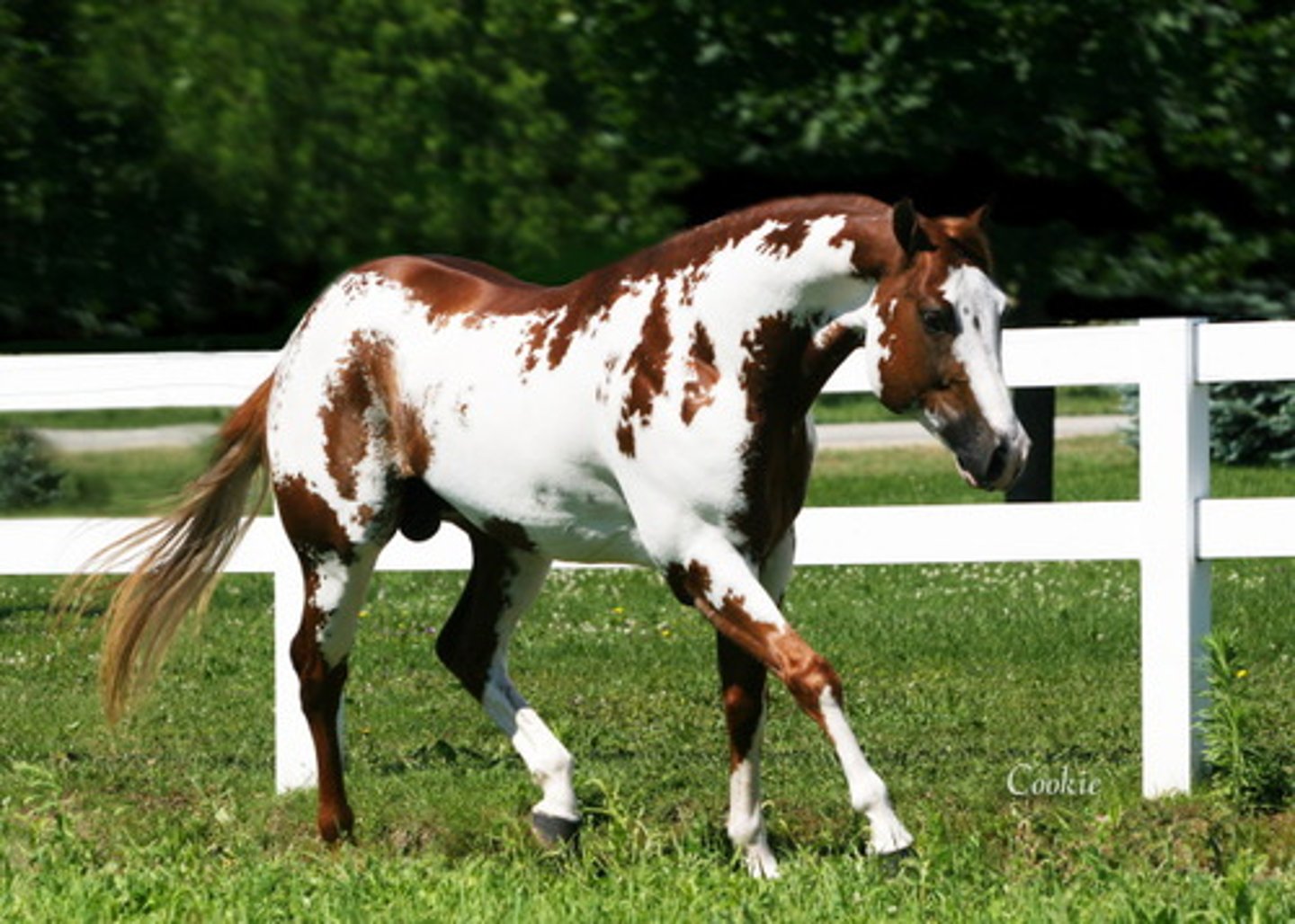 <p>- Colored with irregular sporadic (jagged) white spots</p><p>- White spots DO NOT cross back; colored top line</p><p>- Black circle around eyes</p><p>- At least ONE colored leg</p><p>- Face often white</p><p>- Blue-eyed</p>