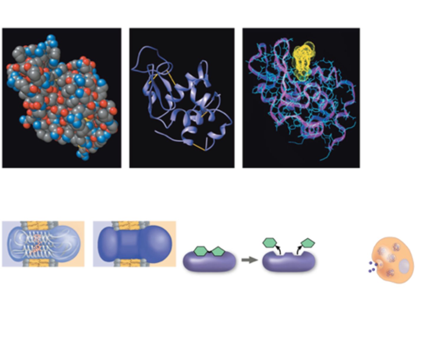 <p>Globular &amp; fibrous; can form filaments, sheets, rings, spheres</p><p>Online models: Backbone, ribbon, wire model, space-filling</p>