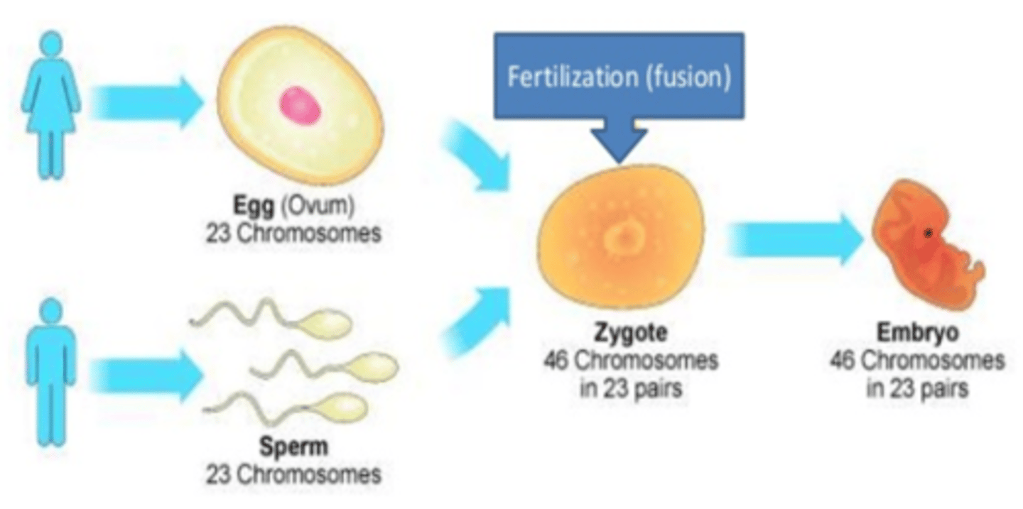 <p>A type of sexual reproduction in humans in which a sperm and egg fuse to form a genetically unique zygote</p>