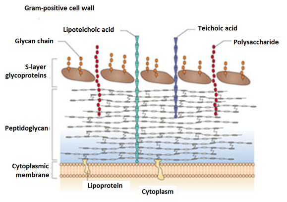 <p>Can you label, describe and explain what this diagram is/shows?</p>