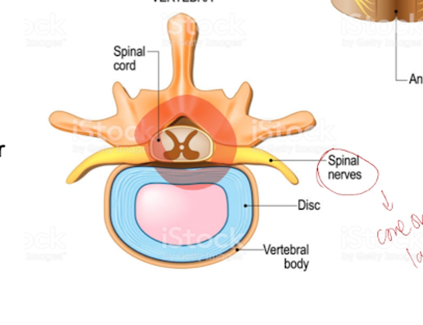 <p>The spinal nerve is _____________(anterior/posterior) to the spinous process and ___________(anterior/posterior) to the vertebral body</p>