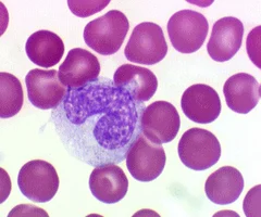 <p>abundant pale blue cytoplasm, dark purple-staining, U- or kidney-shaped nuclei, leave circulation, enter tissues, and differentiate into macrophages, actively phagocytic, activate lymphocytes to mount an immune response</p>