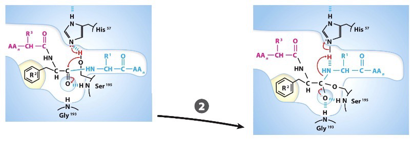 <p>His-57 acts as general base and deprotonates hydroxyl group on Ser-195 to make it a nucleophile.</p><p>Ser-195 then acts as a nuc to attack carbonyl group on substrate (Covalent catalysis)</p>