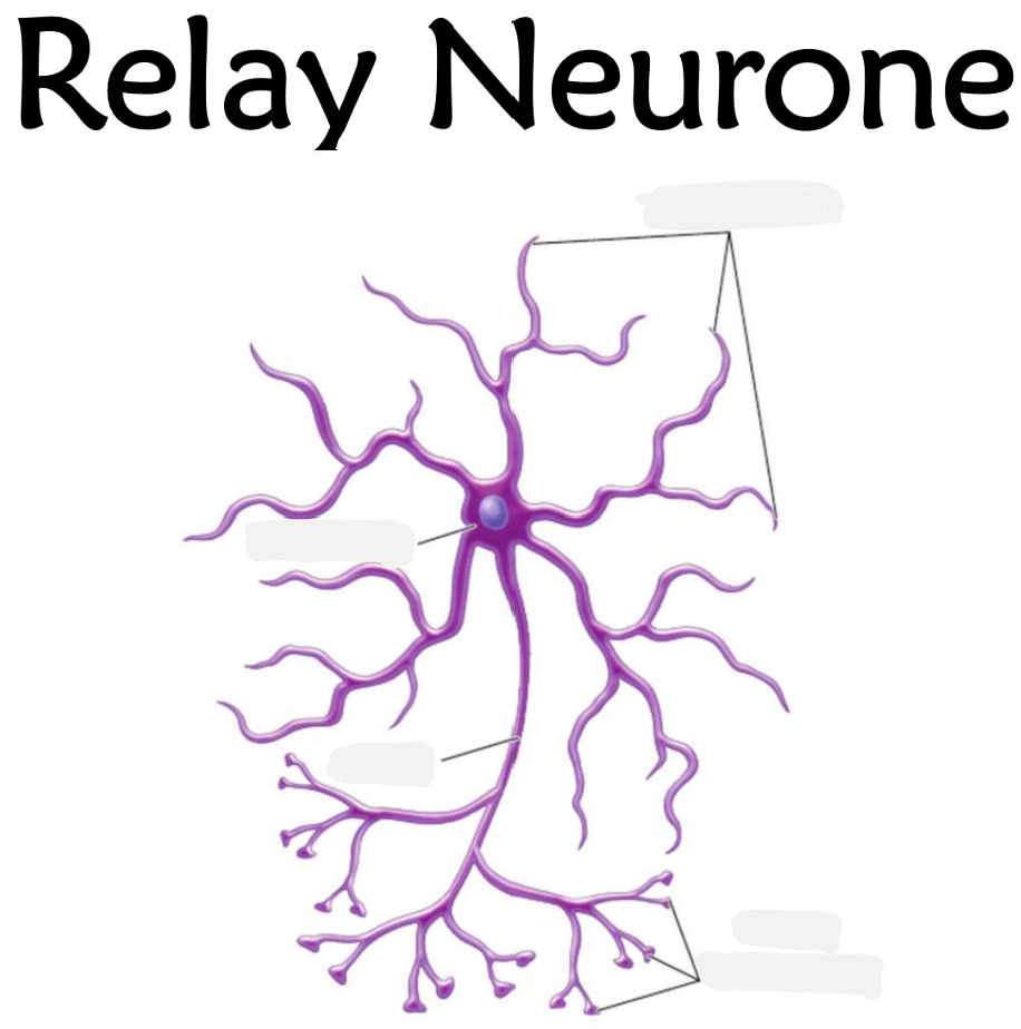 <p>2.13 Labe this diagram of a relay neurone</p>