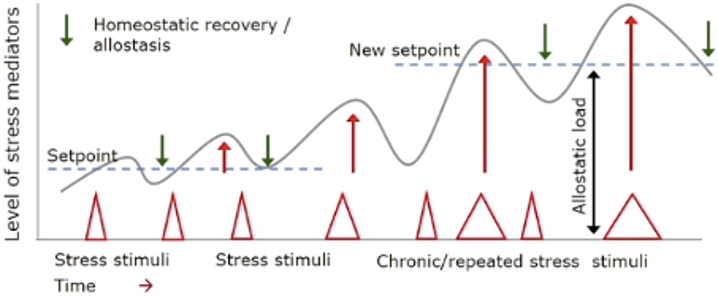 <p>Alters homeostasis so there is a new set point in response to constant or cumulative chronic stress</p><p>- change in set point in response to allostasis</p><p>*not tolerance, just more sensitized --&gt; higher baseline*</p>