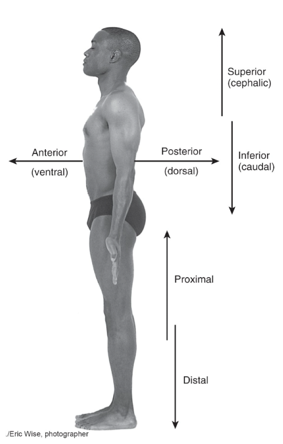 <ul><li><p><strong>Posterior</strong> = behind or in the back.<br>Example: The <strong>gluteal region</strong> is posterior to the <strong>abdomen</strong>.</p></li><li><p><strong>Posteroinferior</strong> = behind and below.<br>Example: The <strong>gluteal region</strong> is posteroinferior to the <strong>lumbar spine</strong>.</p></li><li><p><strong>Posterolateral</strong> = behind and toward the outside.<br>Example: The <strong>posterolateral shoulder (posterior deltoid region)</strong> is posterolateral to the <strong>sternum</strong>.</p></li></ul><p></p>