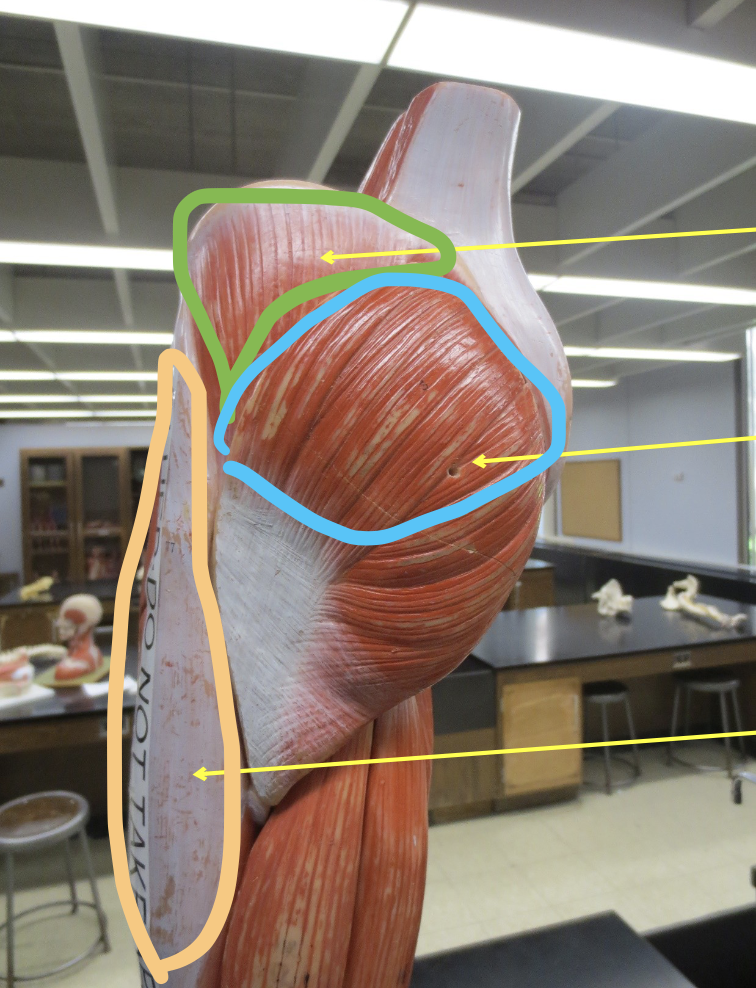 <p>Muscle in pink</p>