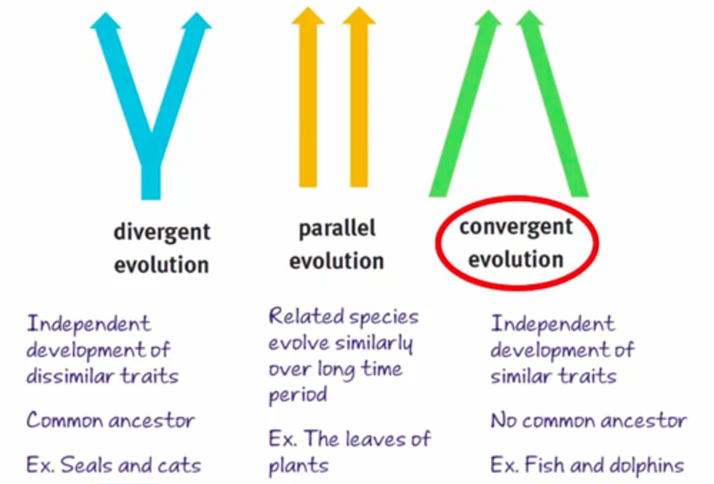 <p>1) Divergent evolution</p><p>2) Convergent evolution</p><p>3) Parallel evolution</p>