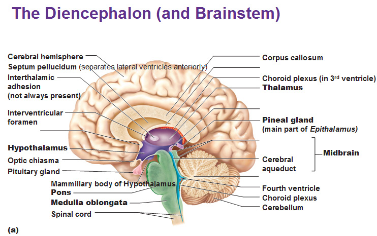 <ul><li><p>Thalamus</p></li><li><p>Epithalamus </p></li><li><p>Subthalamus </p></li><li><p>Hypothalamus</p></li><li><p>Mammilary bodies  </p></li></ul><p></p>