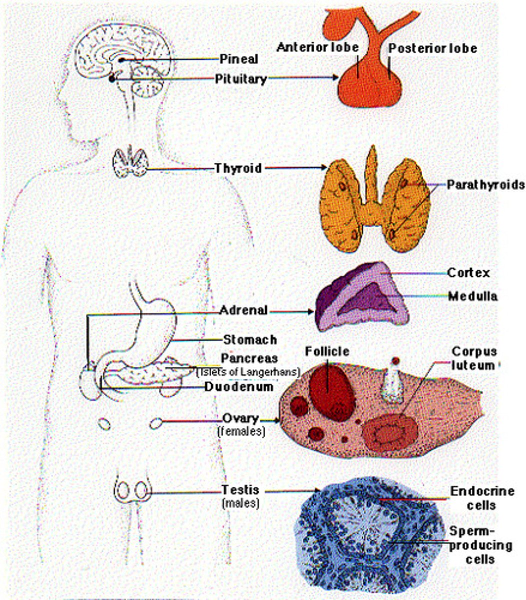<p>Pituitary, thyroid, parathyroid, adrenal, and pineal glands.</p>