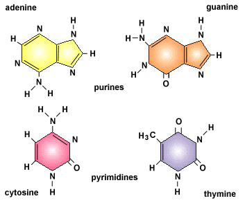 <p>Adenine, Thymine, Guanine, and Cytosine.</p>
