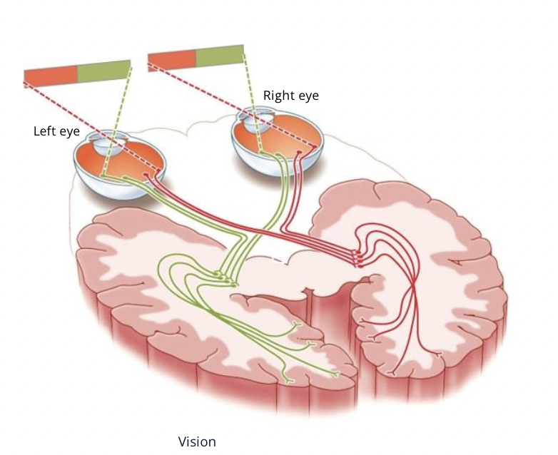 <ul><li><p><span style="font-family: Calibri">Vision on the right </span><em><span style="font-family: Calibri">visual field is </span></em><span style="font-family: Calibri">processed on the left side of the brain, and vision on the left visual field is processed in the right side of the brain</span></p></li></ul>