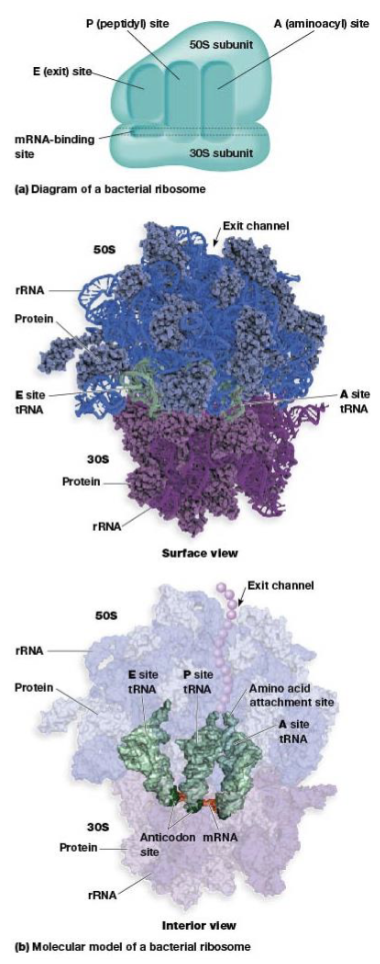 <p>binds tRNA with attached amino acid</p>