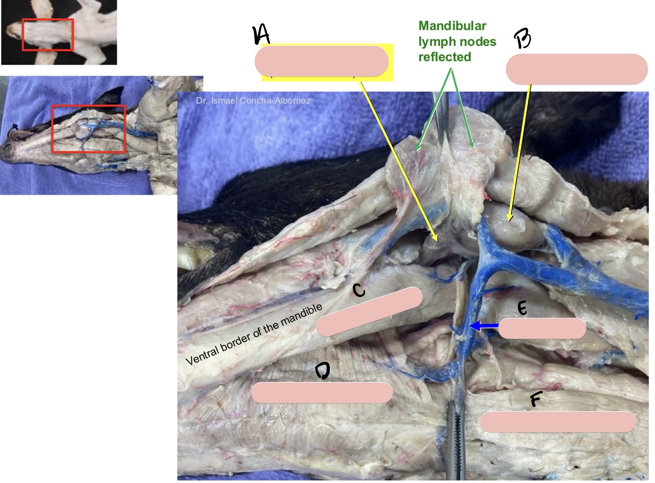 <p>Name the structure(s) indicated by d, e, and f.</p>