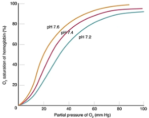 <p>Describe what’s happening at lower and higher partial pressure in this oxygen dissociation curve showcasing the Bohr effect.</p>