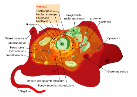 Animal Cell<br /><br /><br />