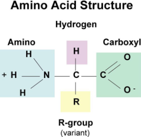 <p>CHON (Carbon, Hydrogen, Oxygen, Nitrogen - <u>SOMETIMES</u> SULFUR)</p>