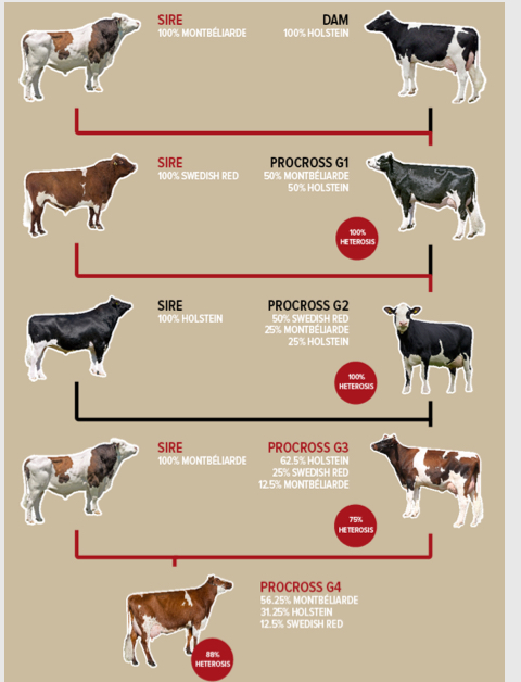 <p>What is systematic cross breeding?</p>
