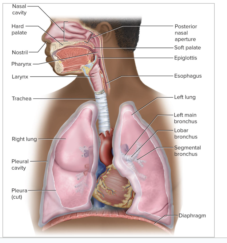 <p>Where we have gas exchange</p><ul><li><p>Consists of alveoli and other gas exchange regions</p></li></ul><p></p>