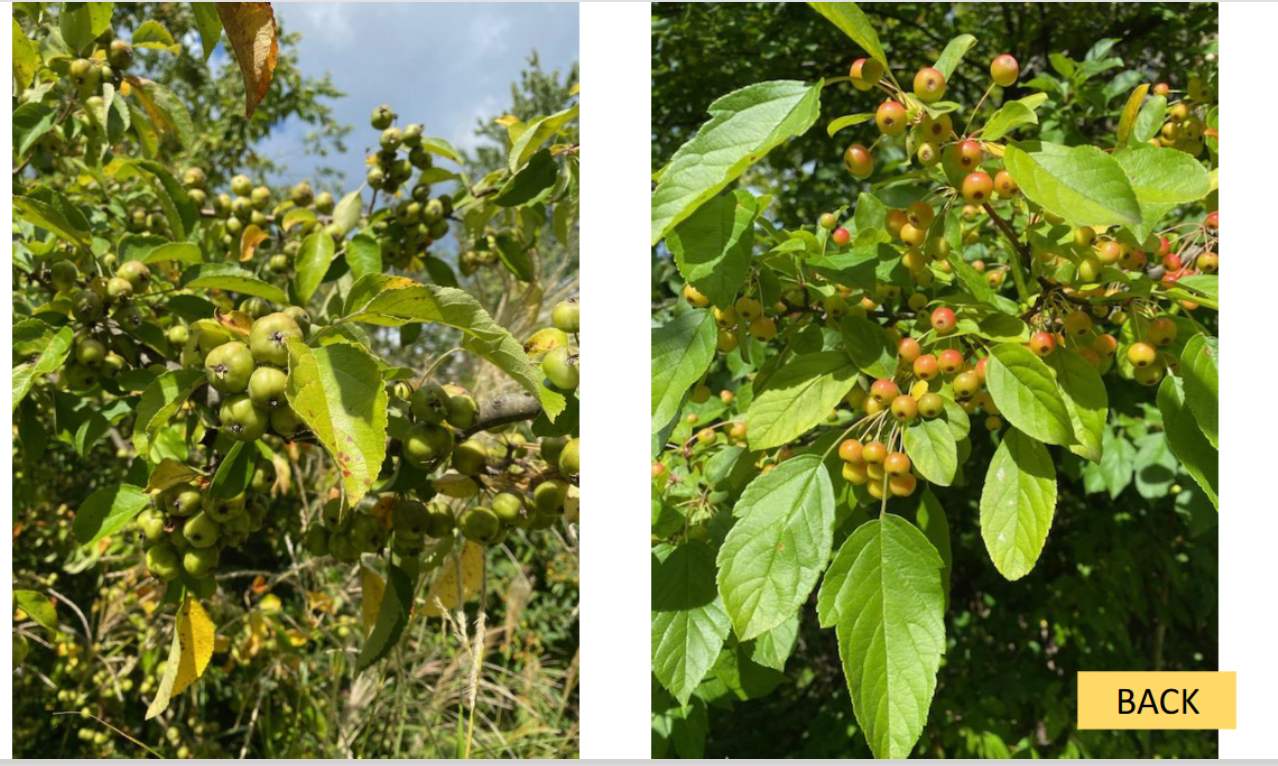 <p>crab apple </p>