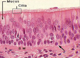 <p>What is the function of pseudostratified epithelium?</p>