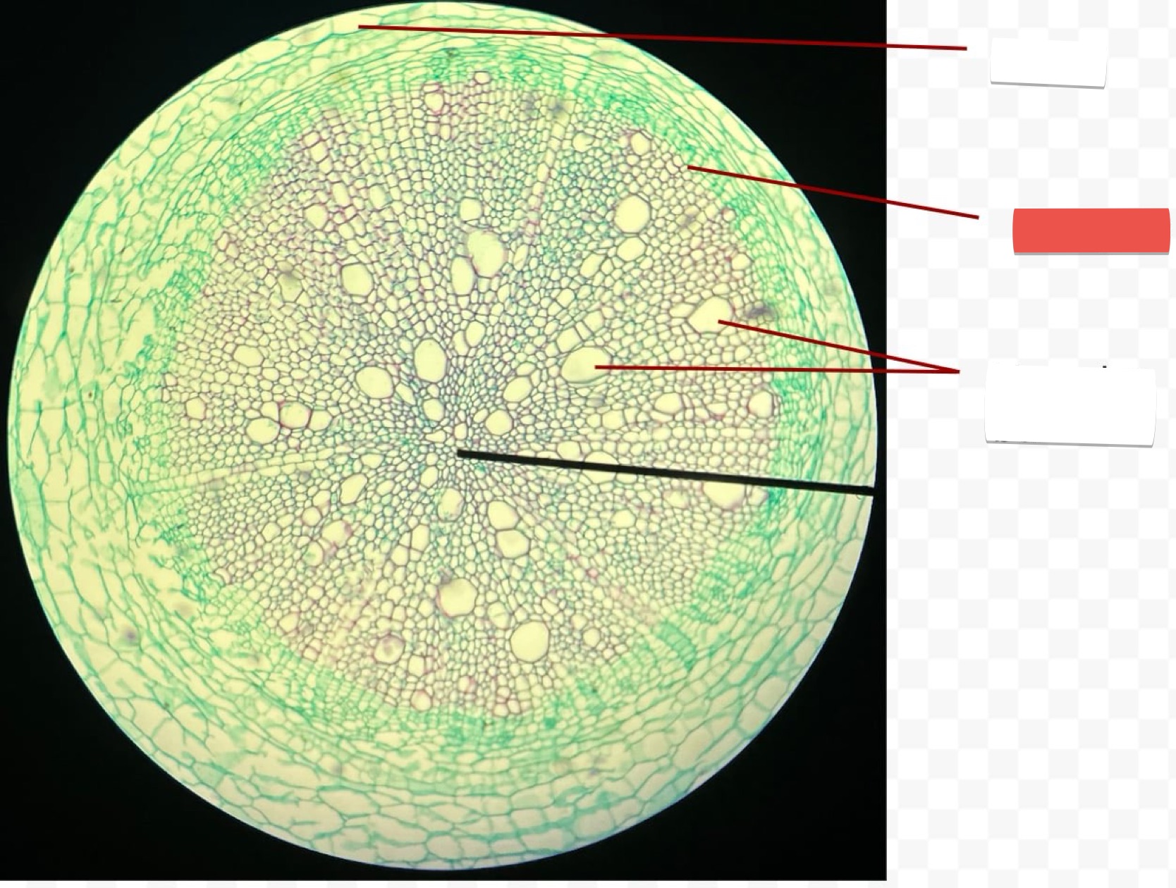 <p>identify the part in red</p>