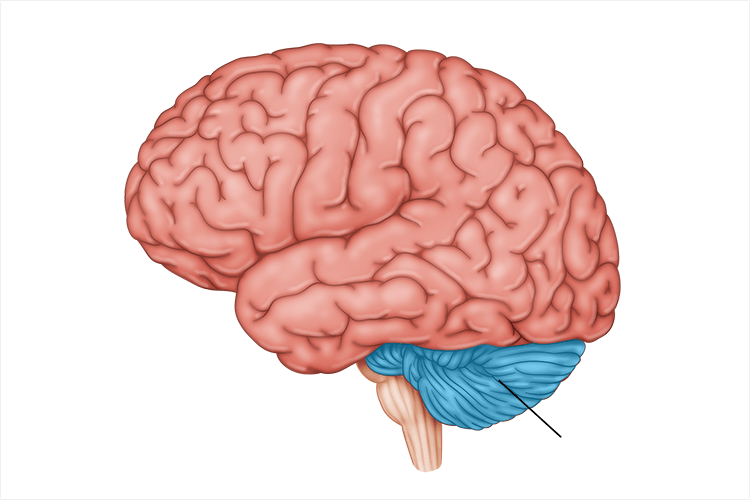 <p>processes sensory input, coordinates movement output and balance, and nonverbal learning and memory</p>