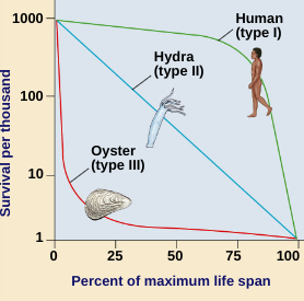 <p>Constant mortality rate throughout life span</p>