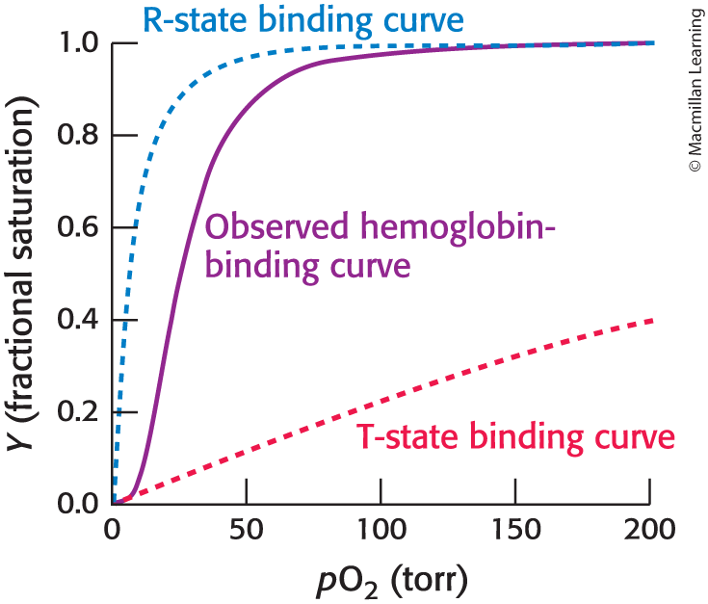 <p>overall assembly can exist in the T state or the R state&nbsp;</p><p>the binding of ligand shifts the equilibrium between these two states&nbsp;</p><p>T→ R transition: as oxygen binds, more hemoglobin tetramers are converted from the T state to teh R state, increasing the oxygen affinity of the available binding sites&nbsp;</p>