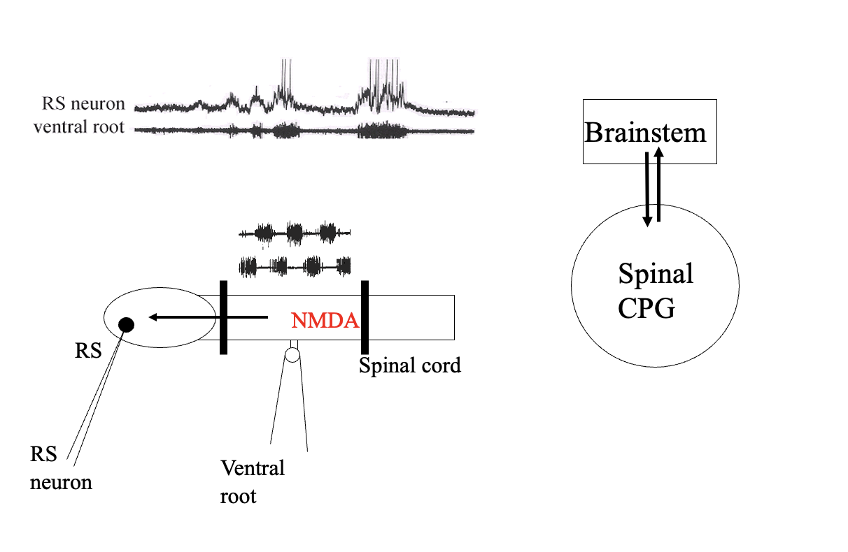 <p><strong>Procedure: </strong></p><ol><li><p>evoke fictive locomotion in spinal cord</p></li><li><p>put barrier to stop connection to the brain</p></li><li><p>record from the neruon in the <strong>reticulospinal system</strong></p></li></ol><p><strong>Result:</strong></p><ul><li><p>Neurons <strong>also</strong> gets depolarised</p></li></ul><p><strong>Conclusion:</strong></p><ul><li><p>two way interaction</p></li><li><p>sends a signal BACK to brainstem</p></li></ul><p><strong>THEREFORE: evidence of heterarchy</strong></p><p></p>