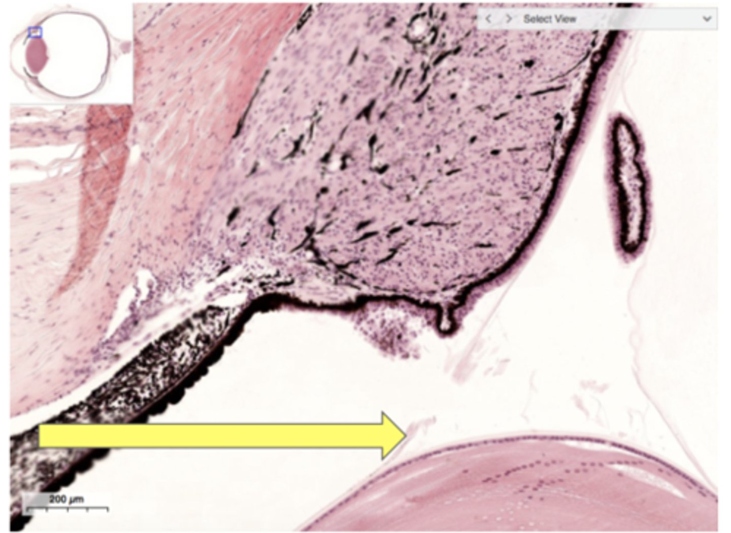 <p>Identify the specific structure</p>