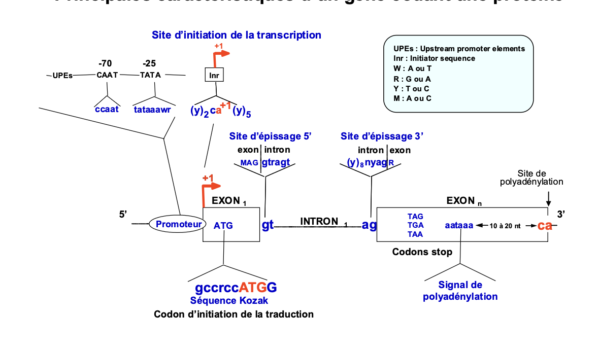 <p>quelles proportions represente les exons dans le genome dans les gens codant? (<strong>Caractéristiques du génome humain</strong></p><p class="p2"># 20 000 gènes codant des protéines dont les exons</p><p class="p3">occupent 1.2 % du génome)</p><img src="https://knowt-user-attachments.s3.amazonaws.com/7de1b477-1ea0-4ce9-9342-769089783fea.png" data-width="100%" data-align="center"><p>promoteur def: région de l’ADN située habituellement en amont (en 5’) d’un gène et indispensable à sa transcription en ARN. Il comporte le site d’initiation de la transcription (+1) et les sites de fixation de facteurs de transcription et de l’ARN polymérase.</p><p>ARN Poly</p><p>Facteurs de transcription</p><p>Un gene codant par une proteine commence par un exon</p><p>ATG ->Meth (AA qui initie la traduction) qui peut etre dans lexon un ou deux (dans ce cas il y a une UTRs→ sert a la regulation et stabilite de l’arn m) la queue poly A est ajoutée lors de la maturation de l’arn messager.</p><p>quels sont les difernents type d’arn pol?</p><img src="https://knowt-user-attachments.s3.amazonaws.com/810a1047-27ee-4d61-a99d-966277d33568.png" data-width="100%" data-align="center"><p>Les deux types de genes implique dans la differenciation? Par convention, on appelle +1 le 1er nucléotide à partir duquel la transcription commence et -1 le nucléotide qui précède.</p><p class="p1">Le contenu en ADN des cellules somatiques (à l’exclusion en particulier des lymphocytes et des neurones) est # identique à celui de l’œuf fécondé. C’est le profil des gènes exprimés dans les cellules qui est à l’origine de la différenciation cellulaire.</p><p class="p1">On distingue :</p><p class="p1">- les gènes exprimés dans toutes les cellules qui sont essentiels aux fonctions générales de la cellule : gènes domestiques ou «<strong><em>housekeeping genes</em></strong>»</p><p class="p1">- et les gènes exprimés spécifiquement dans certaines cellules ou certains tissus : «<strong><em>tissue-specific genes</em></strong>»</p><p class="p1">def enhancers : régions de l'ADN sur lesquelles se fixent des facteurs de transcription pour activer la transcription de gène(s). Ils agissent en cis et peuvent être situés jusqu'à 1 million de paires de bases (en amont ou en aval) des gènes régulés.</p><p class="p1">def silencer: régions de l’ADN sur lesquelles se fixent des facteurs</p><p class="p1">de transcription pour inhiber la transcription de gène(s).</p><p class="p1">Les enhancers et les silencers agissent en cis et peuvent être situés</p><p class="p1">jusqu'à 1 million de paires de bases (en amont ou en aval) des gènes</p><p class="p1">régulés.</p><p class="p1">quest ce que les region regulatrices distales ou proximales?</p><p class="p1">Comment fonctionne les enhacers ou les silencers?(ils agissnt en cis sur la meme molecule d’adn (pas le k homologue))</p><img src="https://knowt-user-attachments.s3.amazonaws.com/1bd9695c-8b47-45ac-89a1-1880ef5abeab.png" data-width="100%" data-align="center"><p>quest ce quun insulateurs? régions de l’ADN sur lesquelles se fixent des facteurs</p><p class="p1">empêchant un "<em>enhancer</em>" (ou un "<em>silencer</em>") d'activer (ou d'inhiber) la</p><p class="p1">transcription d'un autre gène voisin.</p><img src="https://knowt-user-attachments.s3.amazonaws.com/76c1cb42-dea8-4a01-8d54-ab900d6817cf.png" data-width="100%" data-align="center"><p>qu’ets ce qu’un exon? partie du gène qui persiste lors de la maturation (épissage) du transcrit primaire en ARNm. On dénombre plus de 500 000 exons dans les gènes codants les protéines. les exons ne sont pas particulierement des multiples de trois, des mutations atteignat l"‘epissage peuvente decaler le cadre de lecture.</p><img src="https://knowt-user-attachments.s3.amazonaws.com/277ed32f-6740-4810-a89c-bfbded5c416a.png" data-width="100%" data-align="center"><img src="https://knowt-user-attachments.s3.amazonaws.com/bc069dd8-321a-4973-8ed5-e1222969f329.png" data-width="100%" data-align="center"><p><strong>INTRON </strong>: partie du gène située entre deux exons et qui est excisée lors de la maturation (épissage) du transcrit primaire en ARNm.</p><p class="p1"><strong>UTR </strong>(<em>Untranslated Transcribed Region</em>) : régions transcrites non</p><p class="p1">traduites (5’UTR et 3’UTR).</p><p class="p1"><strong>SEQUENCES CONSENSUS </strong>: séquences nucléotidiques impliquées dans des fonctions semblables et ne présentant entre elles que quelques variations de séquence nucléotidique. ex: TATA box, le gt (site d’epissage 5’), et ag (site d’epissage 3’), sequence kozak (codon dinitiation de la trad pour le ribosome)</p><img src="https://knowt-user-attachments.s3.amazonaws.com/e208ad2a-bd82-40cc-a293-0f7db46f89ca.png" data-width="100%" data-align="center"><p class="p1">Quels sont les sites consences d’epissage “traditionels”?</p><img src="https://knowt-user-attachments.s3.amazonaws.com/d3b3c9c4-c2b4-4b29-8a42-b57862a65aa5.png" data-width="100%" data-align="center"><p>Le code genetique? <strong>Le code génétique est dégénéré (plusieurs codons peuvent</strong></p><p class="p1"><strong>correspondre à un même acide aminé), mais non ambigu</strong></p><p class="p1"><strong>(à un codon donné correspond un seul acide aminé)</strong></p><p class="p1"><strong>def Phase de lecture ouverte (ORF, <em>Open Reading Frame</em>) </strong>: séquence nucléotidique multiple de trois bases qui sépare deux</p><p class="p1">codons STOP (TAA, TAG et TGA).</p><p class="p1">Dans une phase ouverte de lecture, on retrouve une séquence</p><p class="p1">codante (<strong>CDS, <em>Coding Sequence</em></strong>) qui débute par un codon</p><p class="p1">d’initiation de la traduction ATG et se termine un codon STOP.</p><p class="p1">Par abus de langage, la CDS est parfois appelée ORF.</p><p class="p1">En théorie, chaque séquence nucléotidique a 6 phases de</p><p class="p1">lecture possibles (3 pour chaque brin) dont une seule, sauf</p><p class="p1">exception, est ouverte et contient une séquence codante.</p><p class="p1">dans une phase ouverte (entre deux codons stop, jai trois cadre de lecture</p><p class="p1">Comment retrouver la CDS? entre deux codons top bcp de start et sequence assez longue: </p><img src="https://knowt-user-attachments.s3.amazonaws.com/14543c04-5ef4-4d56-843c-8a5dee0b1b71.png" data-width="100%" data-align="center"><p class="p1">Les genes font ils tous la meme taille ? NON <strong>Caractéristiques du génome humain</strong></p><p class="p1">~ 20 000 gènes codant des protéines dont les exons</p><p class="p2">occupent plus de 1 % du génome.</p><p class="p3">Taille très variable : moins de 1 kb pour le gène <em>SRY </em>à</p><p class="p4">plus de 2 Mb pour les gènes <em>DMD (2,220 Mb) et</em></p><p class="p4"><em>RBFOX1 (2,473 Mb).</em></p><img src="https://knowt-user-attachments.s3.amazonaws.com/eccae3d8-63fa-4f32-97a2-1253cd3de3d7.png" data-width="100%" data-align="center"><p class="p4"></p>