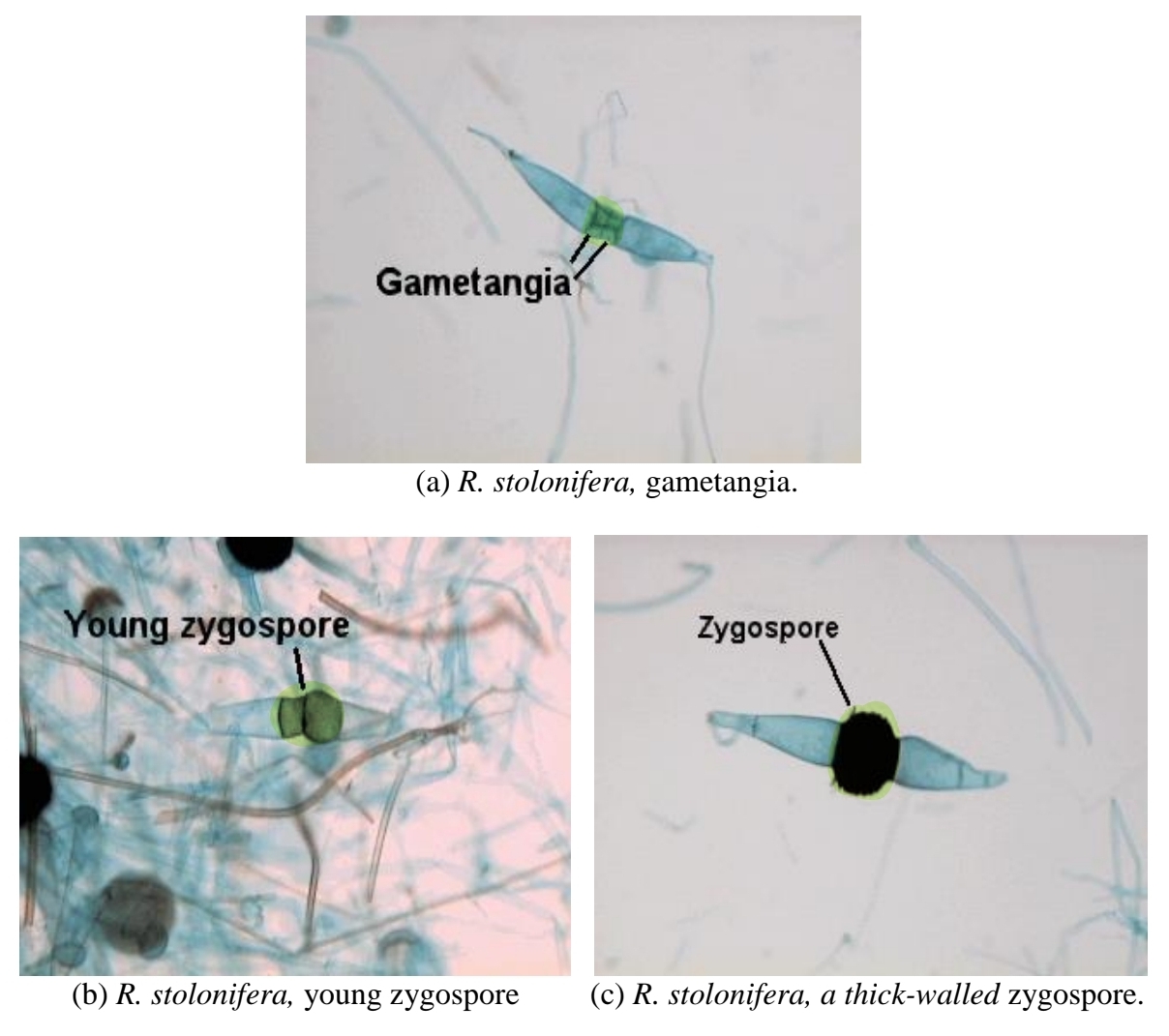 <p>what do zygospores do?</p>