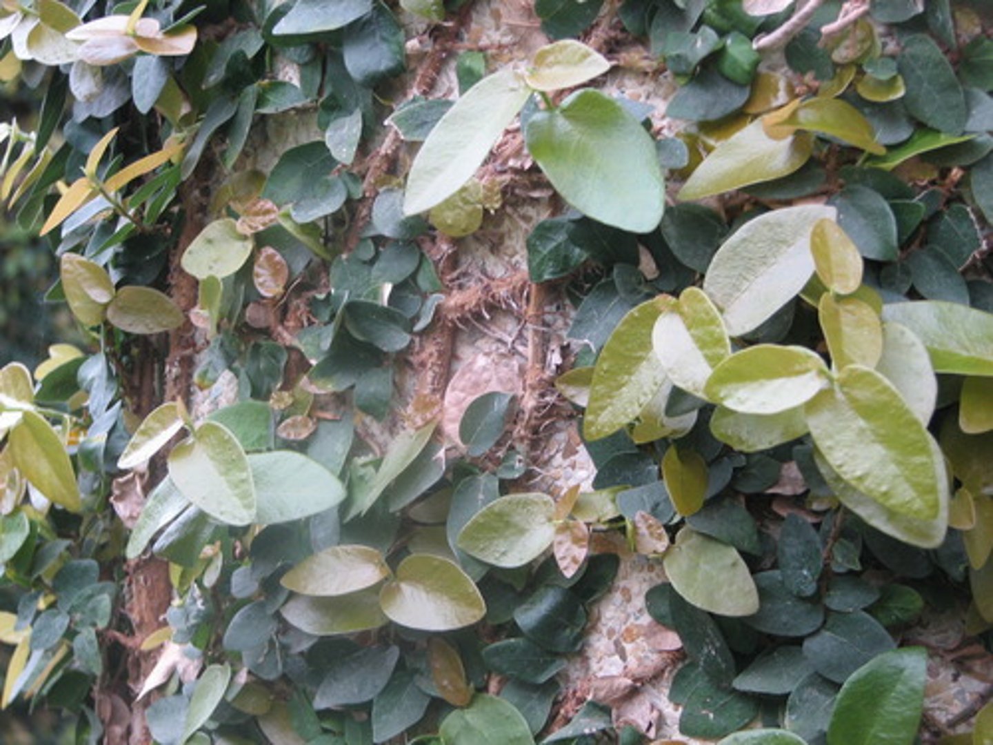 <p>Ficus pumila</p>