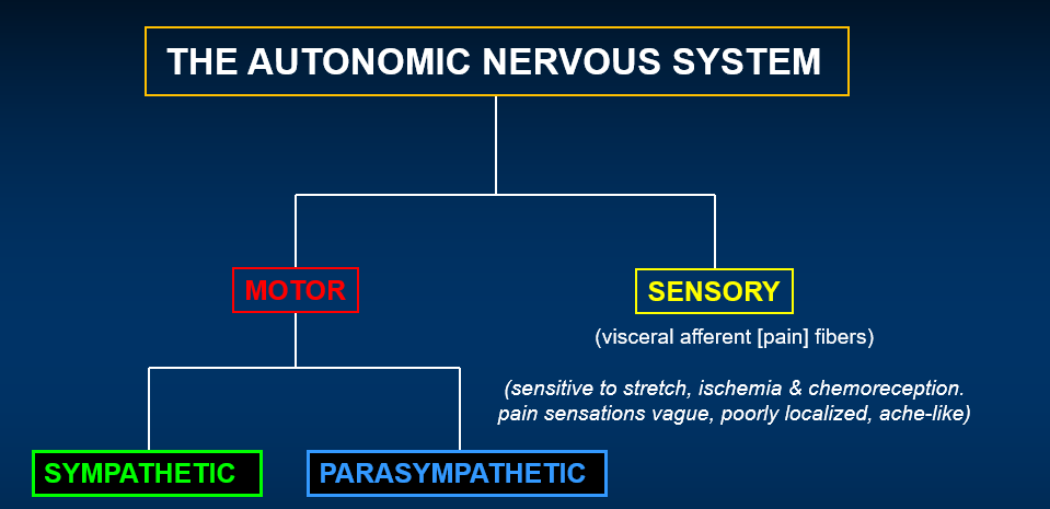 <p>the sympathetic and parasympathetic nervous systems </p>