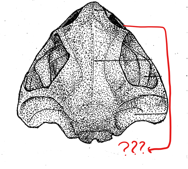 <p>located on the skull (dorsal view); elongated bone located postero-lateral to the pre-maxillae; form the greater part of the upper jaw; also teeth-bearing in frogs but not in the toads</p>