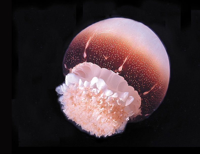 <p>Cabbage head jellyfish (<em>Stomolophus</em>)</p>