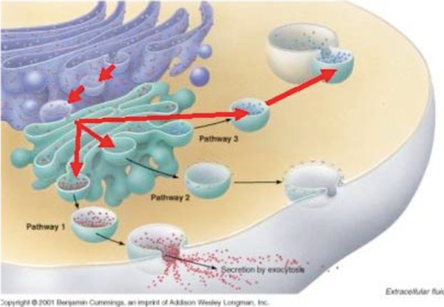 <p>membranous sacs for transporting cellular products and wastes; fuses and pinches off ER and golgi apparatus; motor proteins move them throughout the cytoskeleton.</p>