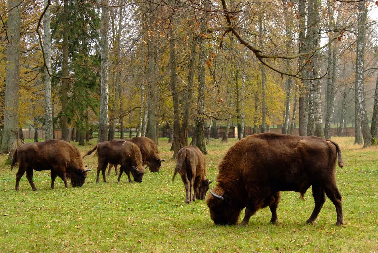 <p>Białowieski Park Narodowy</p><p>W Polsce z 23 parków tylko 16 jest w tej kategorii, te nowsze nie mają jeszcze kategorii</p>