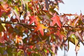 <p><span>Liquidambar styraciflua / Sweet Gum</span></p>